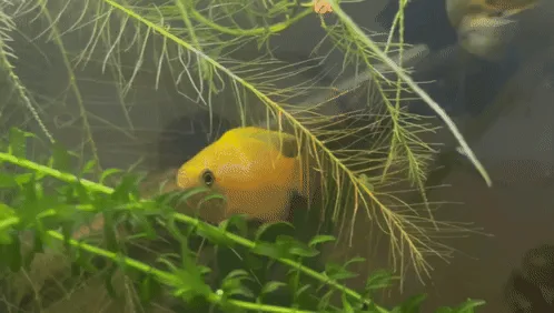 A yellow fish in an aquarium peeks out from behind aquatic plants, then slowly turns its head to face the camera directly…