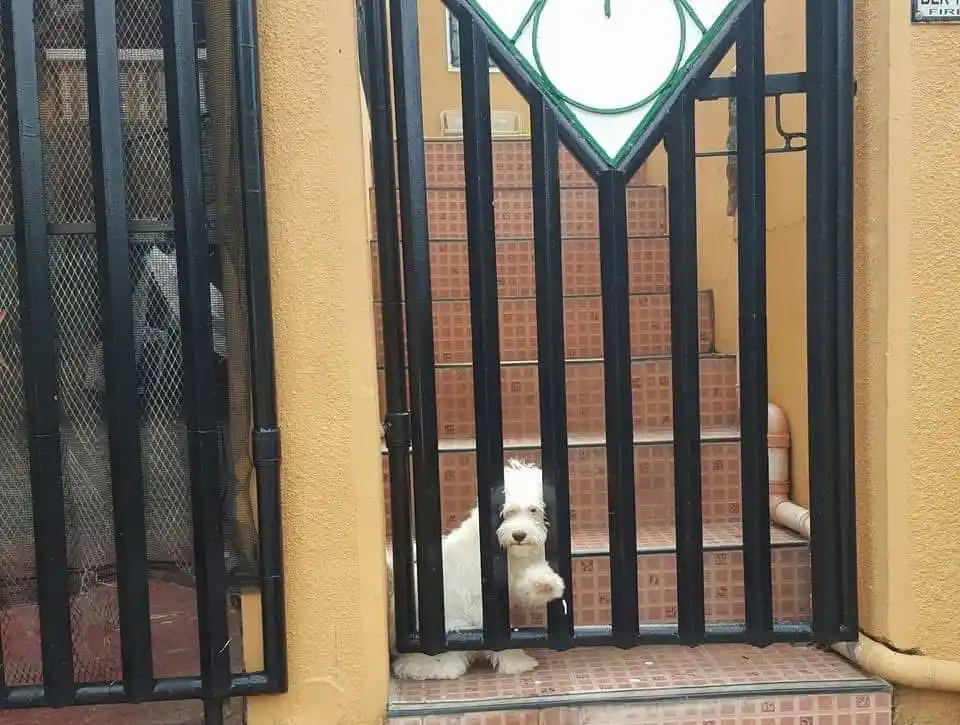 A small white dog with shaggy fur is sitting behind a black metal gate, looking out with one paw resting on the bars. The…