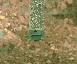 A sequence of six images shows a gray squirrel climbing a bird feeder, grabbing seed, and then falling off while holding it…