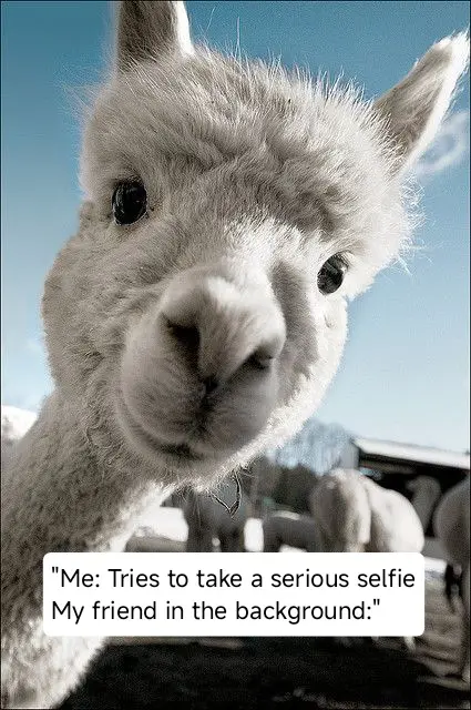 A close-up photo of a white alpaca looking directly at the camera with a serious, slightly smug expression. The background…