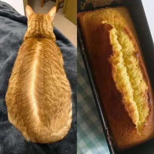 The image is a split-screen meme. On the left, the back of an orange tabby cat is shown, displaying a distinct, straight…