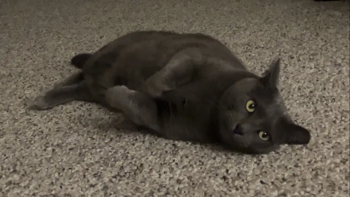 A gray cat lies on its side on a speckled carpet, looking directly at the camera with wide yellow eyes, one paw raised near…