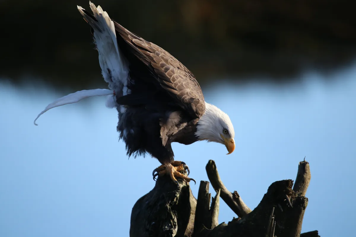 A bald eagle perched on a weathered tree stump, its body angled downward with its tail feathers fanned out and one wing…