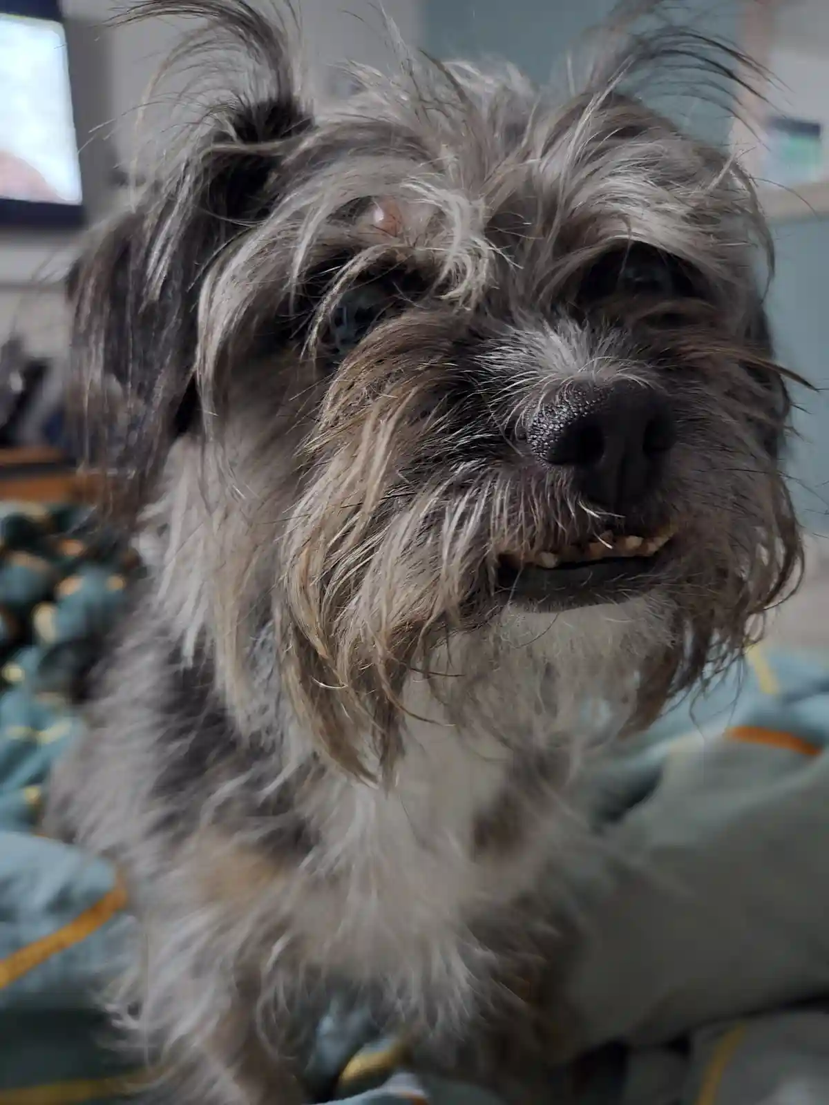 A close-up photo of a scruffy, shaggy dog with messy gray and brown fur, its mouth slightly open to reveal teeth, giving it…