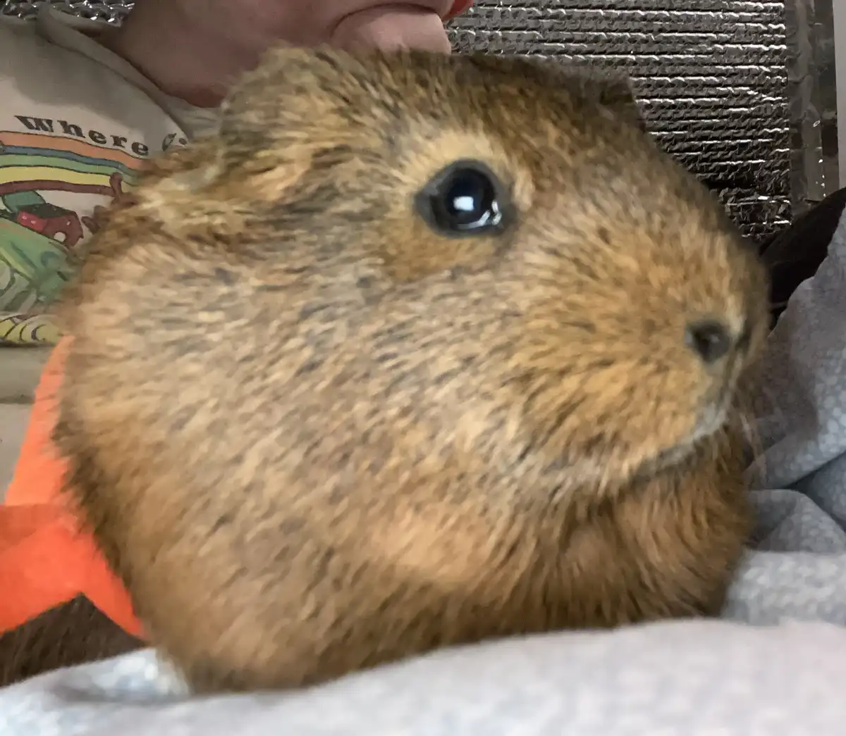 A close-up photo shows a brown guinea pig with large, dark eyes looking directly at the camera, nestled in soft blankets. A…