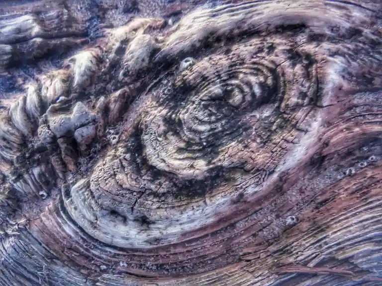 A close-up photo of weathered, textured tree bark with natural concentric rings and grooves that resemble a human face…