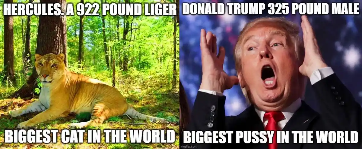 The image is a split-screen meme. The left side shows a large liger, a hybrid big cat, lying in a forest with text labeling…