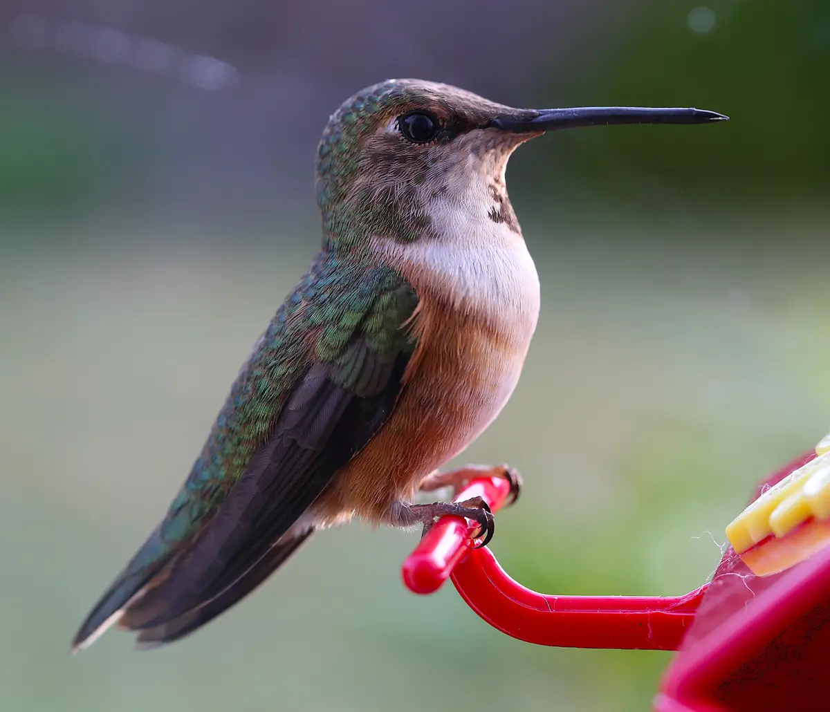 A close-up photograph of a hummingbird perched on a red plastic feeder, its iridescent green and brown feathers visible…