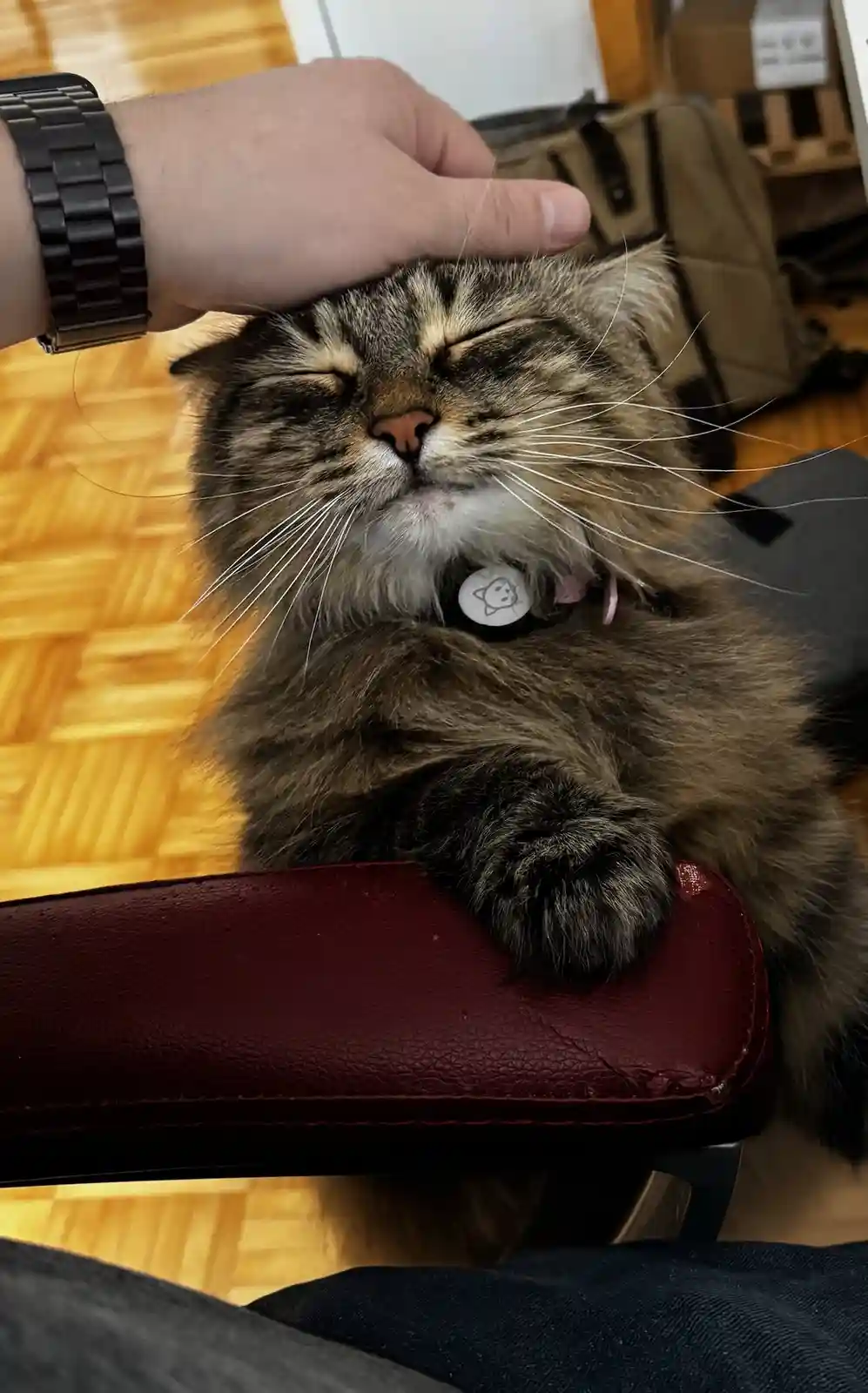 A fluffy, long-haired tabby cat with its eyes blissfully closed and mouth slightly open, appearing deeply content as a human…