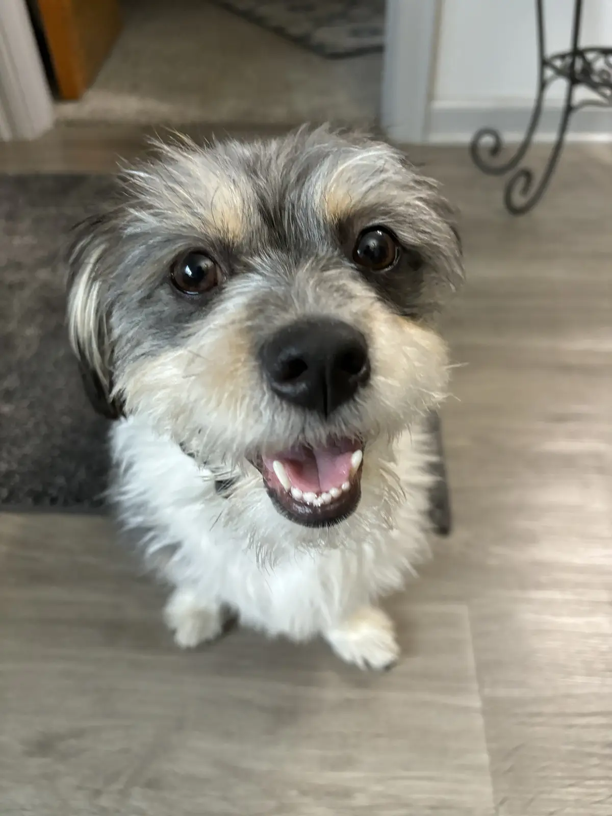 A small, scruffy dog with gray, white, and tan fur sits on a light wood floor, looking up with wide brown eyes and an open…