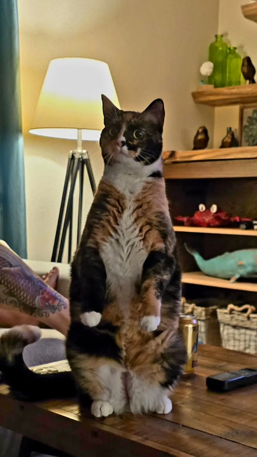 A calico cat stands upright on a wooden table, looking upward with wide eyes, next to a beer can and remote. A person with a…