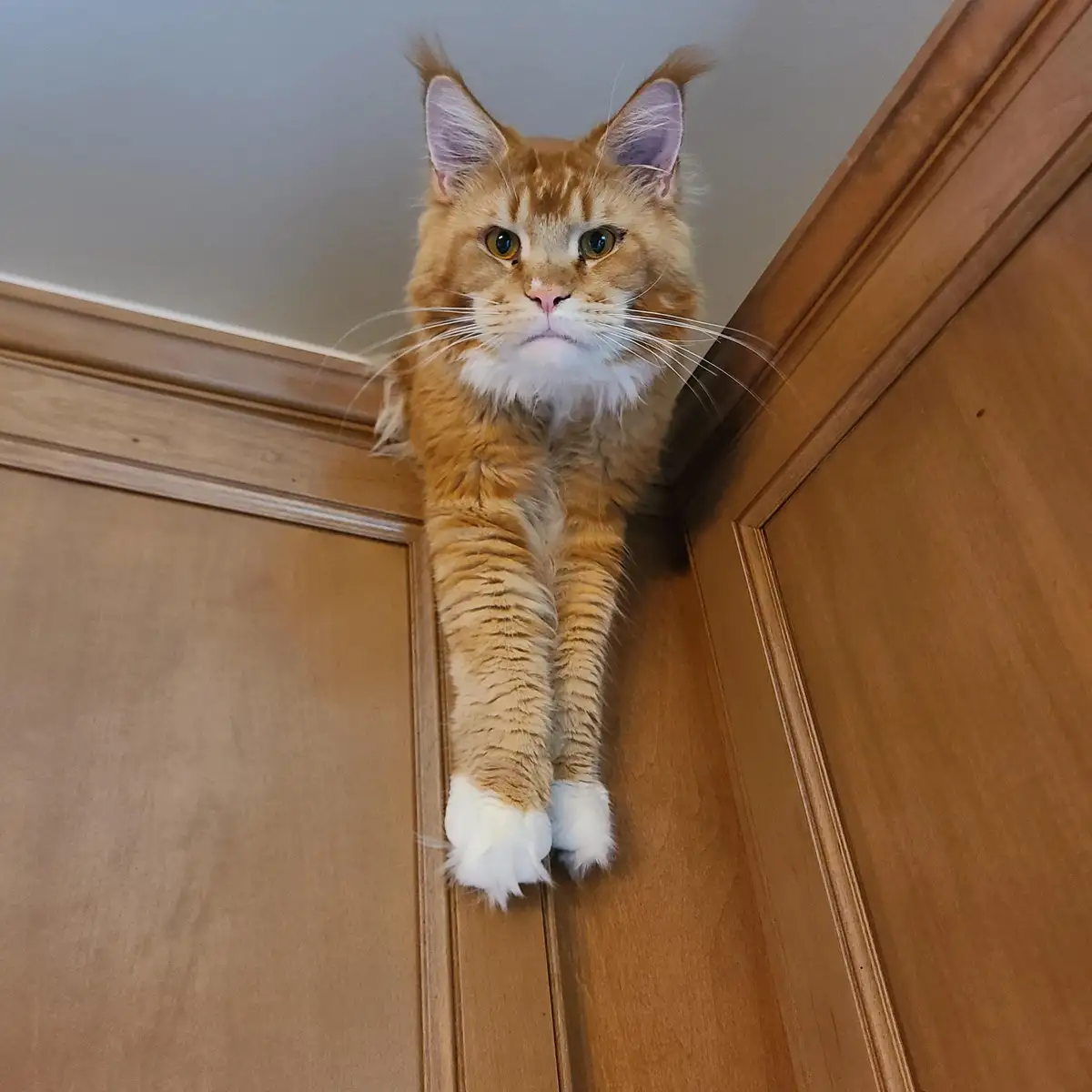 A fluffy orange tabby cat with white paws and a white chest is perched on the top corner of a wooden door frame, looking…
