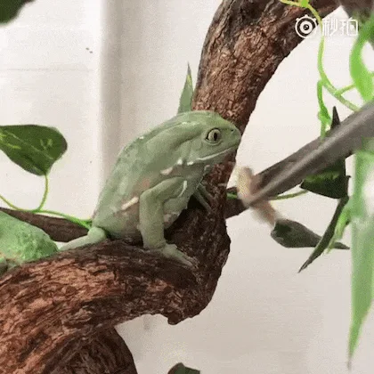A green frog sits on a brown branch with green vines, and metal tweezers offer it a small piece of food. The frog eats it…