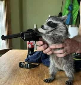 A small raccoon is being held upright by a person's hands, with a toy revolver prop held in its paws. The raccoon looks…