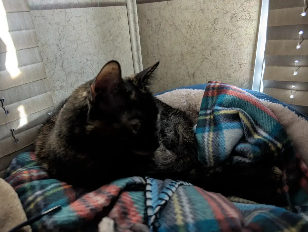 A dark tortoiseshell cat is curled up and sleeping soundly in a plush pet bed covered with a colorful plaid blanket…