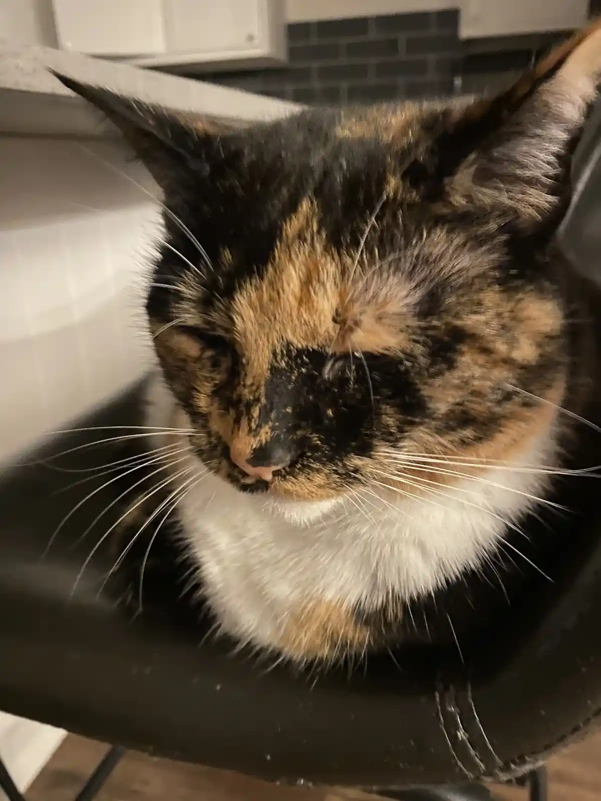 A close-up photo of a calico cat with black, orange, and white fur, resting its head on a black chair in a kitchen. The…