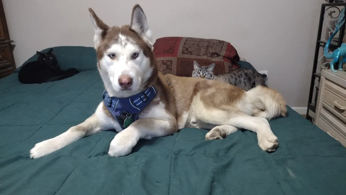 A brown and white husky wearing a blue harness lies on a green bed, looking directly at the camera with a serious…