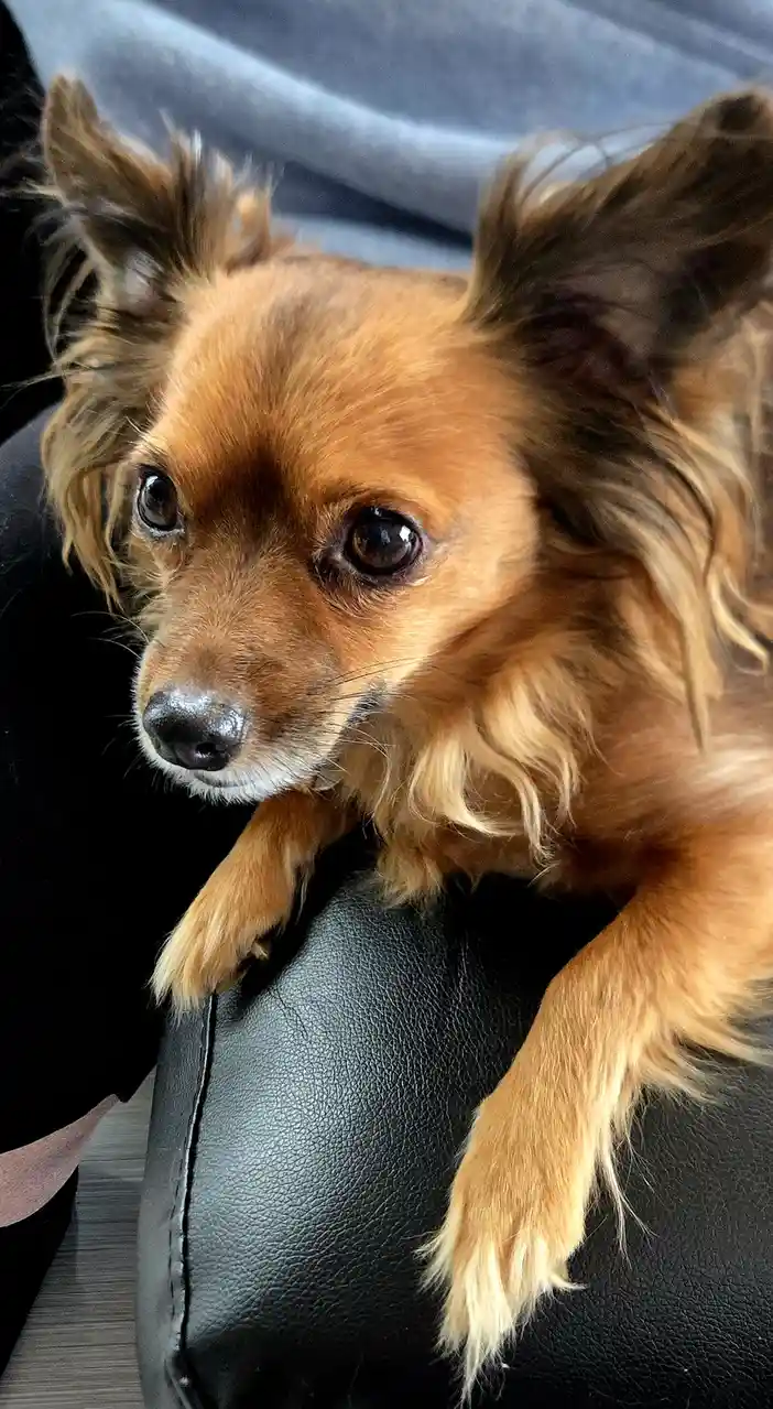 A small, fluffy brown dog with large, expressive eyes and perky ears is resting its paws on a black leather couch, looking…
