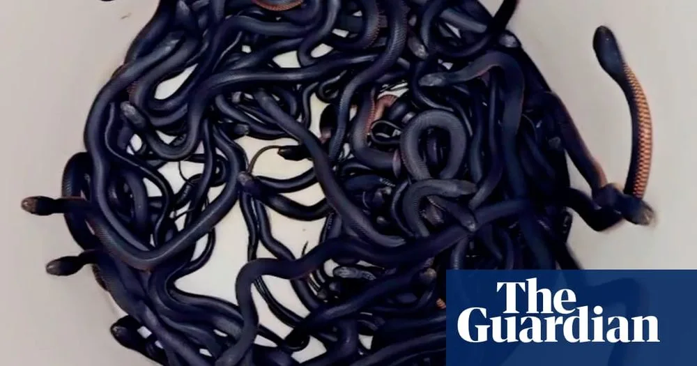 A large pile of dark, slender snakes with some showing reddish-brown underbellies, tangled together on a light surface. The…
