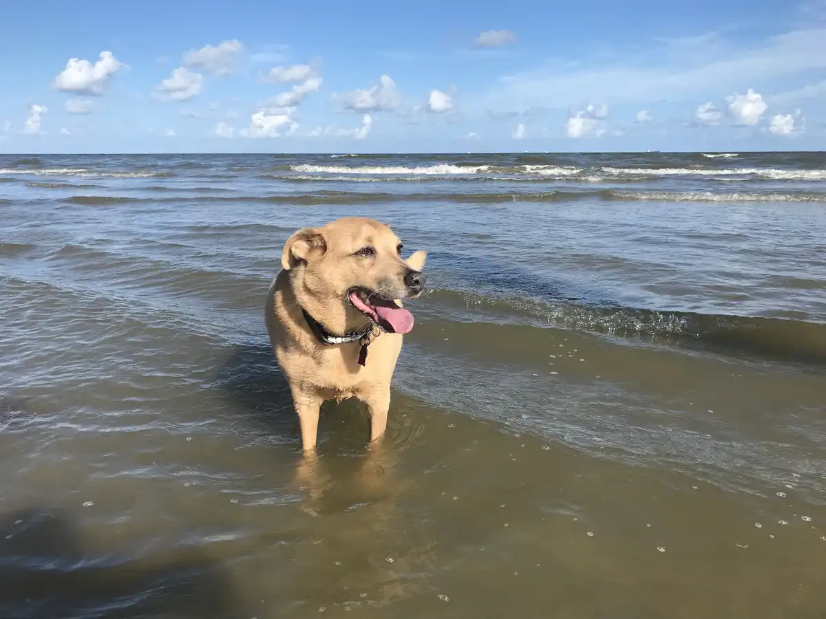 A tan dog stands in shallow ocean water with waves lapping around its legs, looking toward the right side of the frame with…