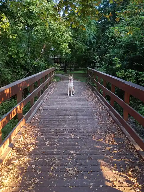 A tan and white dog sits patiently in the center of a wooden bridge surrounded by lush green trees and scattered autumn…