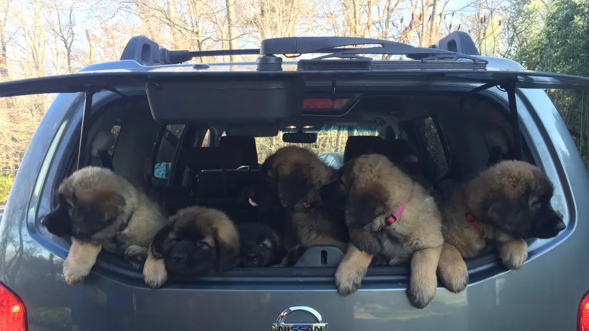 The image shows the rear of a silver Nissan SUV with its hatch open, revealing several large, fluffy puppies of a breed…