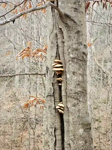 A close-up photo of a tree trunk in a forest with mushrooms growing in a vertical crack. The tree bark is gray and textured…