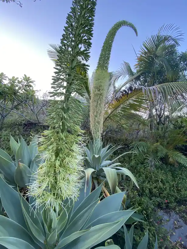 Blooming Beauty: Foxtail Agave from My Garden