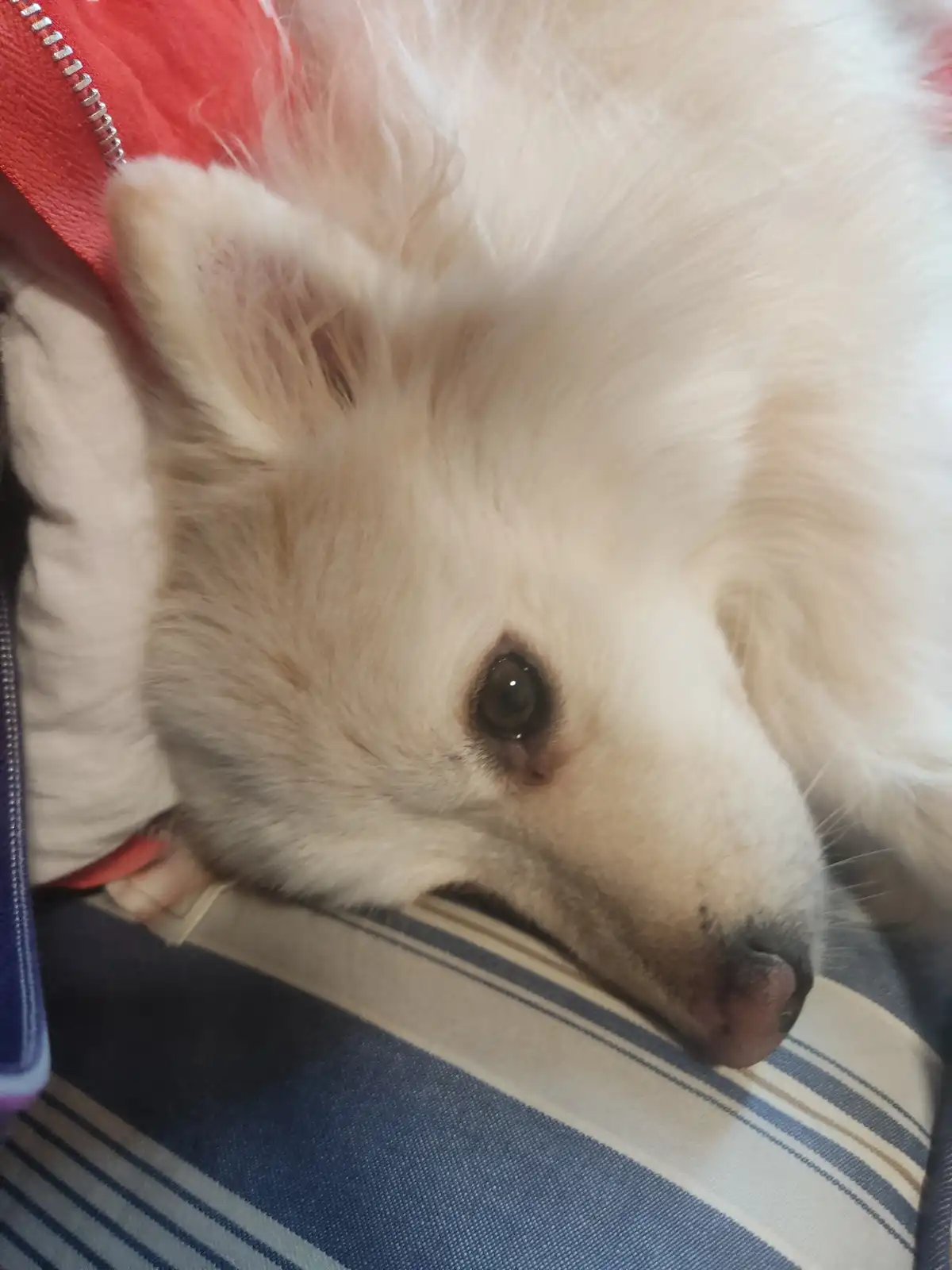 A close-up photo shows a fluffy white dog with one visible dark eye and a pink nose, resting its head on a blue and white…