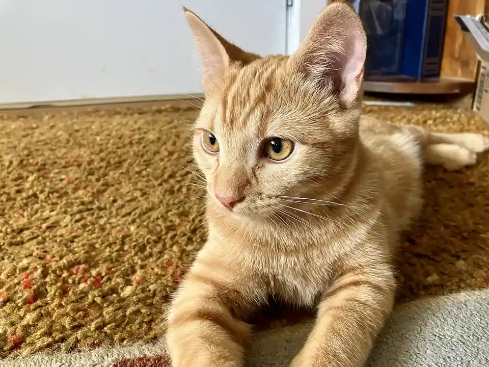 An orange tabby cat with wide, slightly unimpressed eyes lies on a textured brown and red rug, looking off to the side. The…