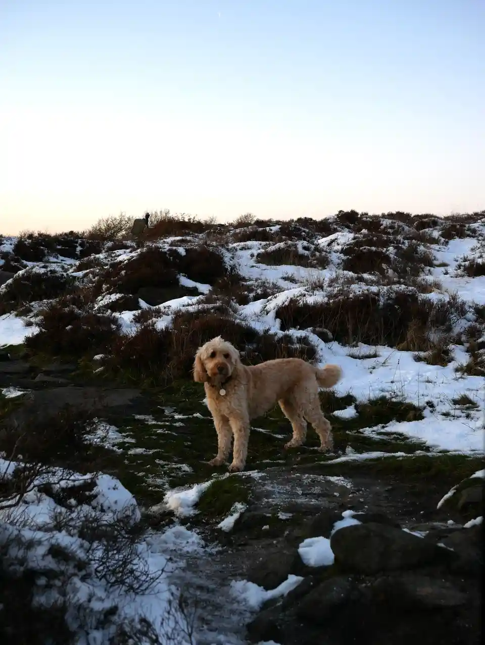 A light-colored, curly-haired dog stands on a snowy, rocky hillside with sparse vegetation under a pale sky. In the…