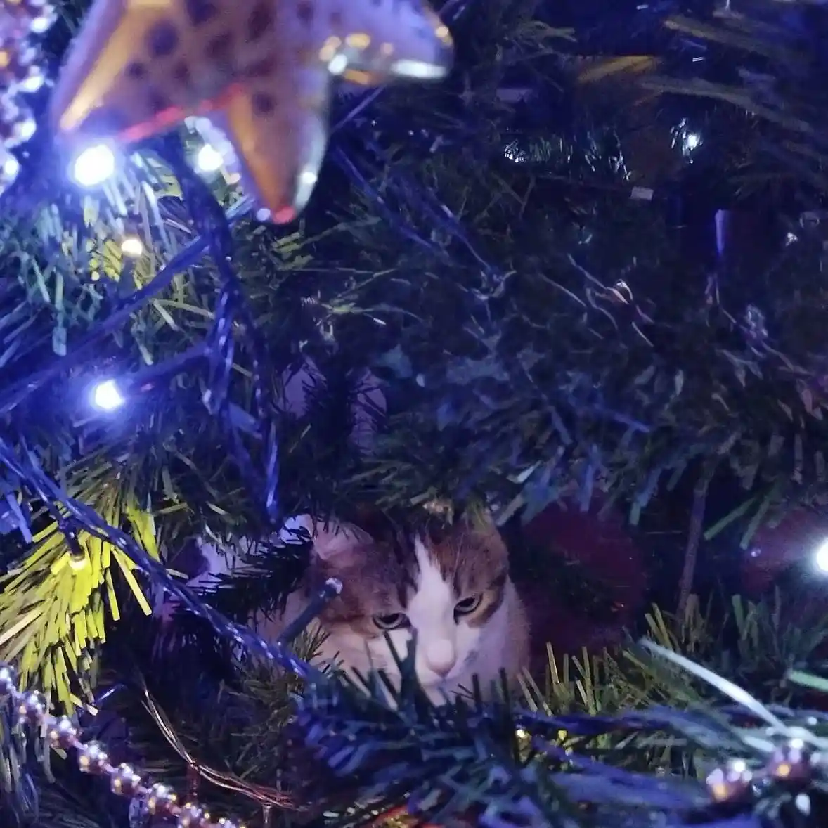 A calico cat is nestled among the branches of a decorated christmas tree, surrounded by blue and yellow tinsel, string…