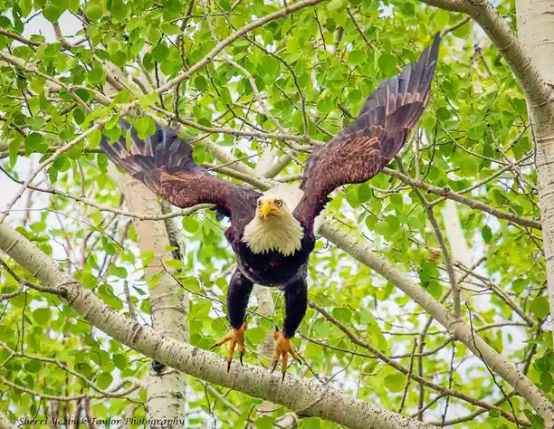 A bald eagle with outstretched wings and talons gripping a tree branch, surrounded by green leaves and white bark. The…