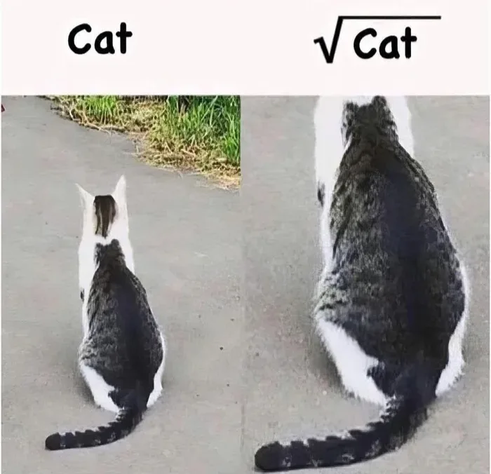 Two side-by-side photos of cats viewed from behind, the left labeled 'Cat' and the right labeled '√Cat', humorously implying…