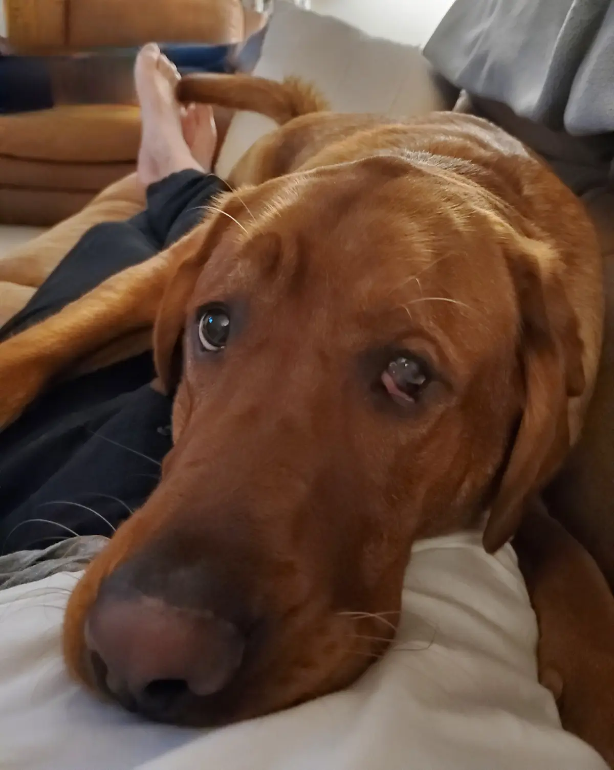 A close-up of a brown dog lying on a couch next to a person's bare feet, looking directly at the camera with one eye…