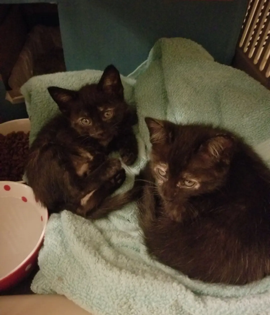 Just took the tea cats to the vet—what an adventure!