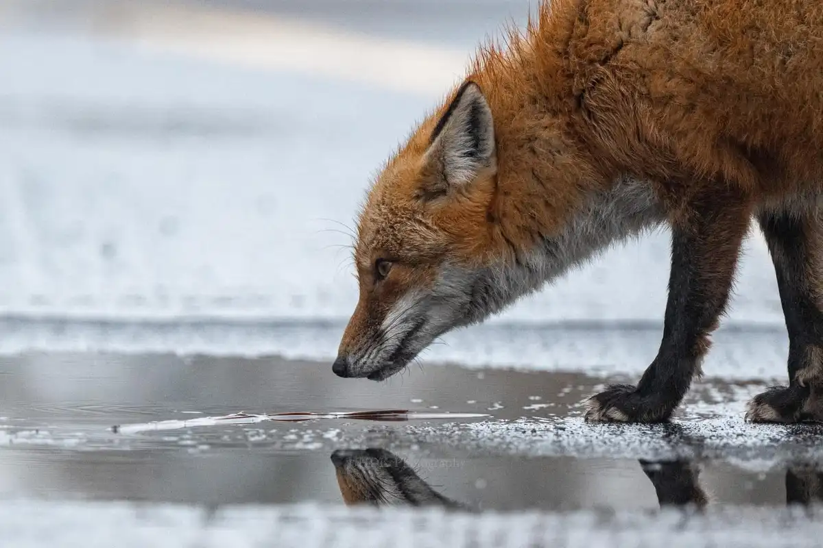 A red fox with orange fur and black legs stands at the edge of a partially frozen, icy puddle, leaning down to look at its…