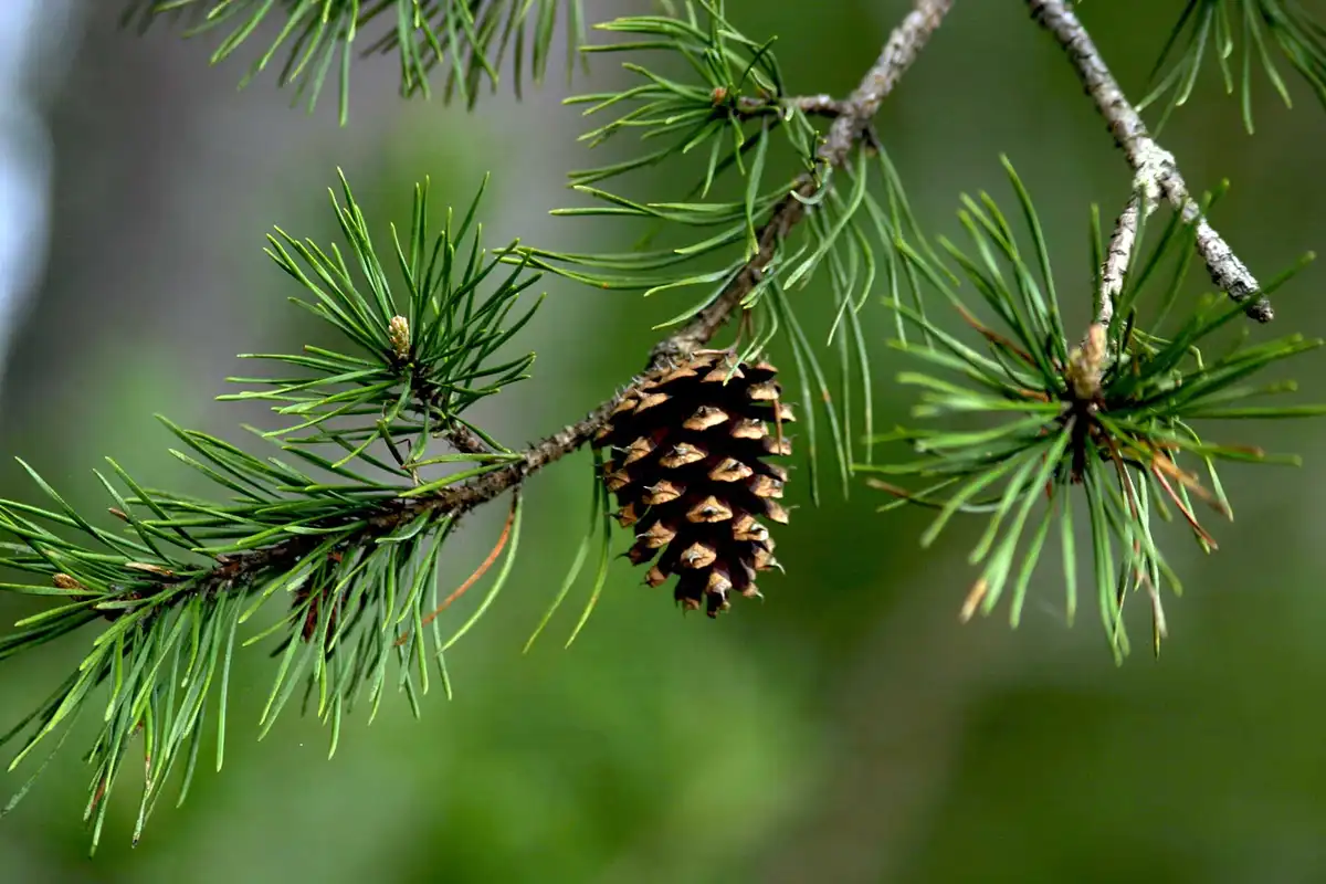 A close-up photograph of a pine cone hanging from a pine tree branch, surrounded by green pine needles. The image has…