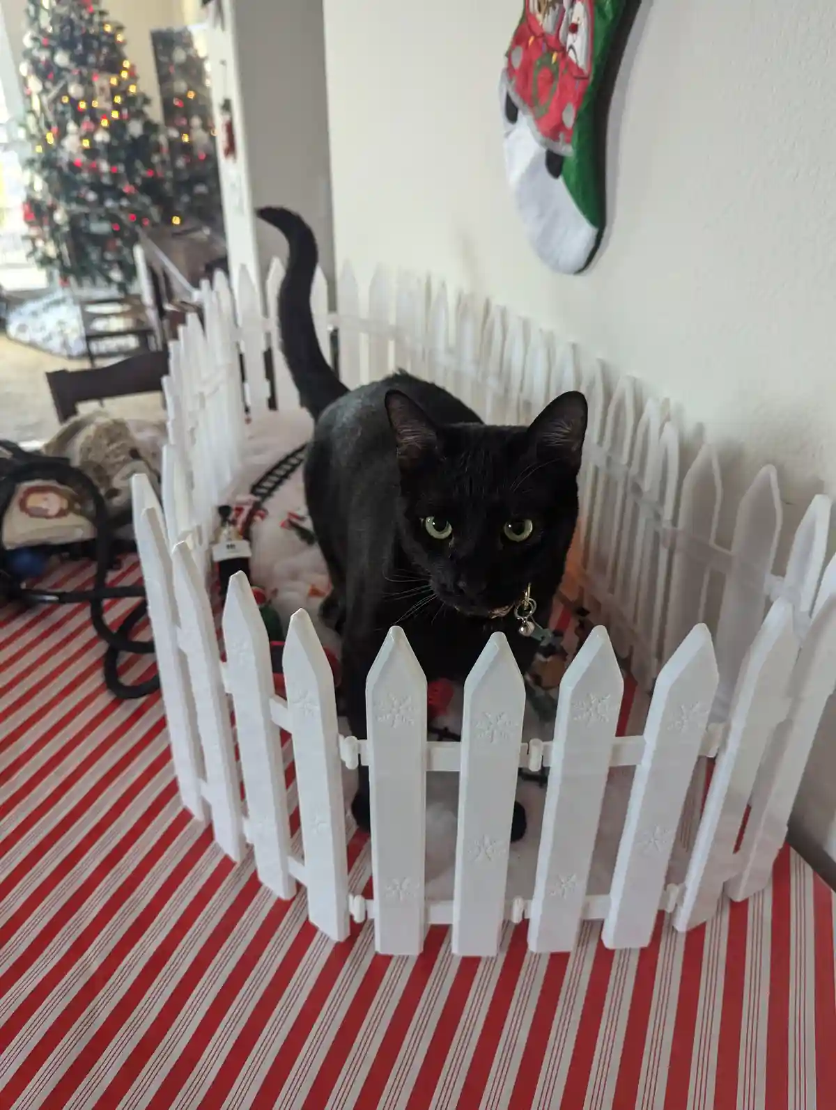 A black cat with green eyes stands inside a small white plastic picket fence on a red-and-white striped floor, looking…