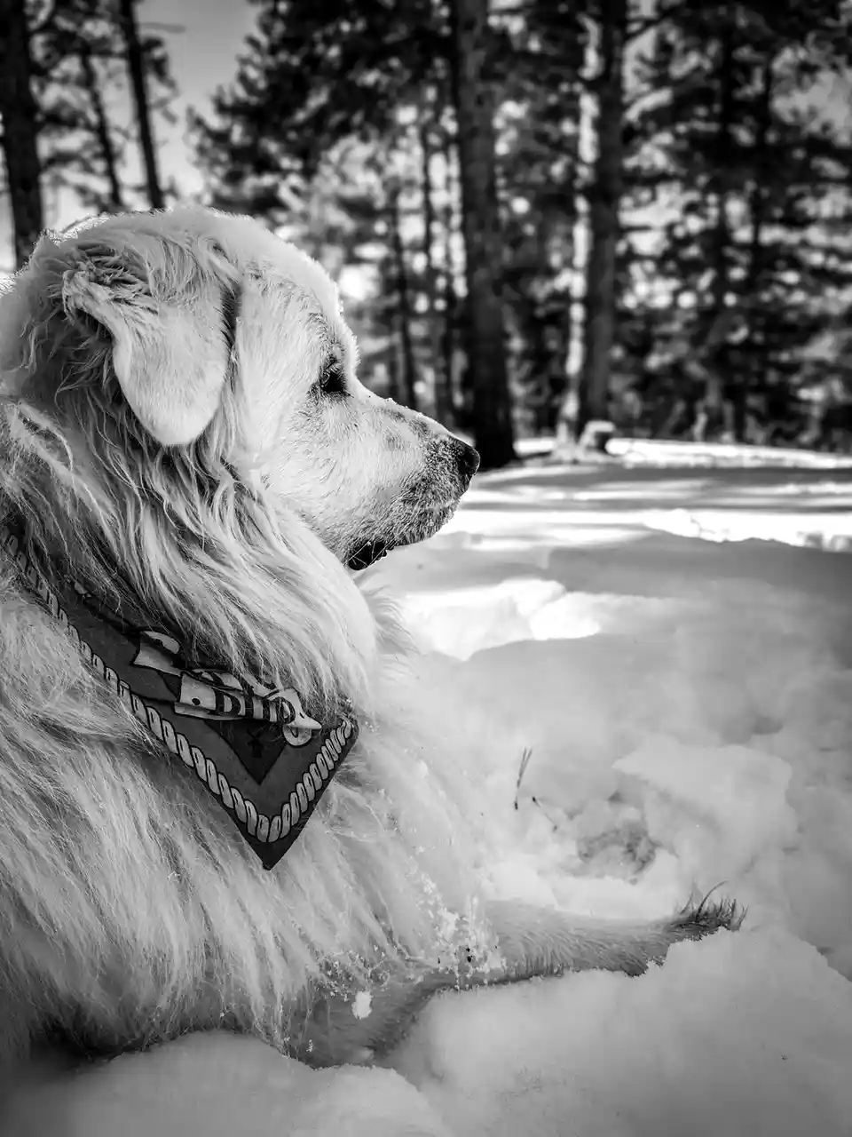 A black-and-white photo shows a fluffy white dog sitting calmly in deep snow, wearing a patterned bandana, with a forest of…