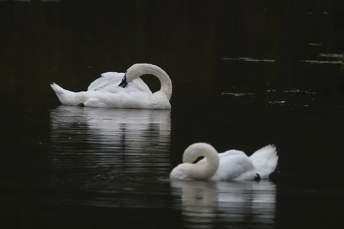 Two white swans float on dark water, one in the foreground and one in the background. The foreground swan has its neck…