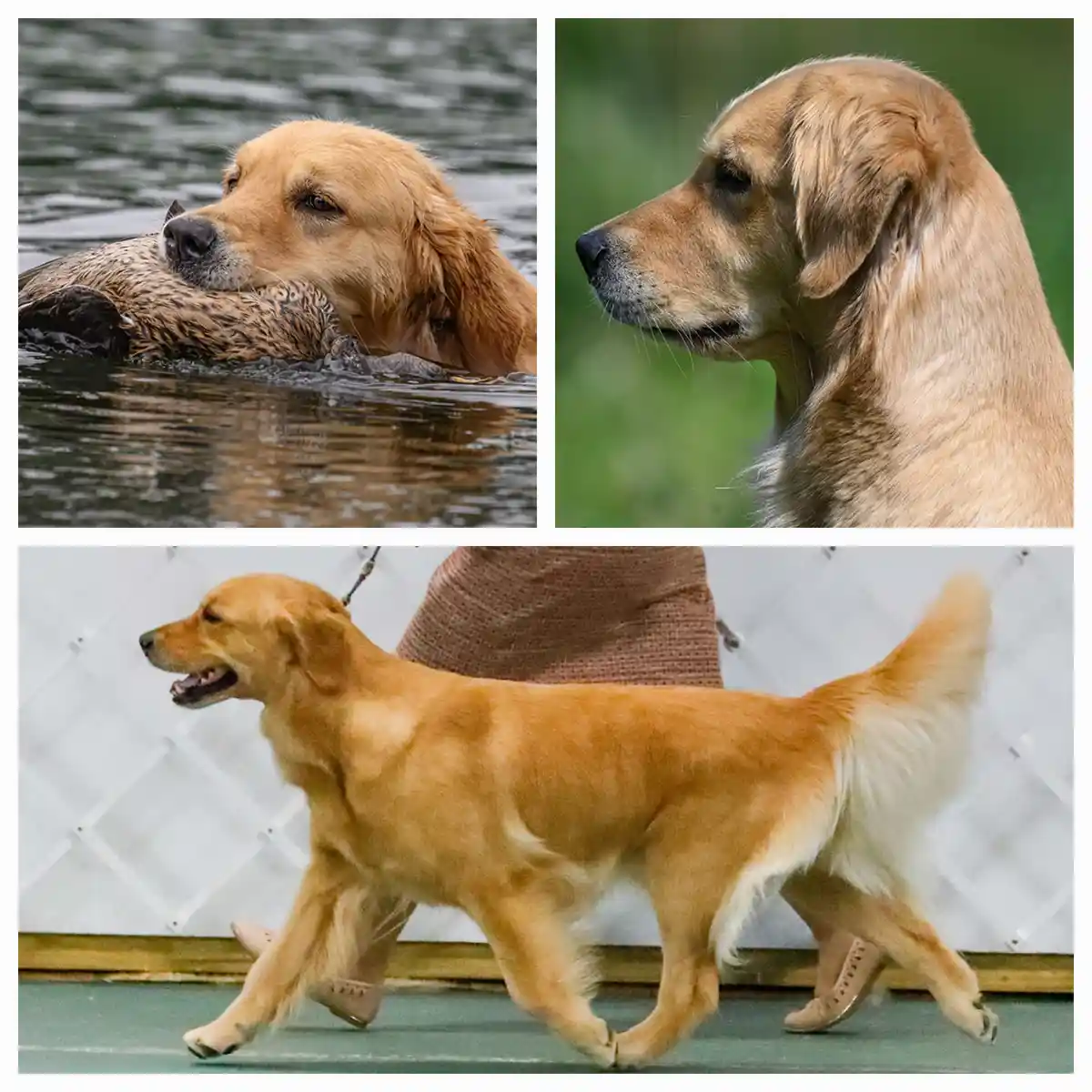 A three-panel collage shows a golden retriever in different scenarios: top-left, holding a duck in water; top-right, a…
