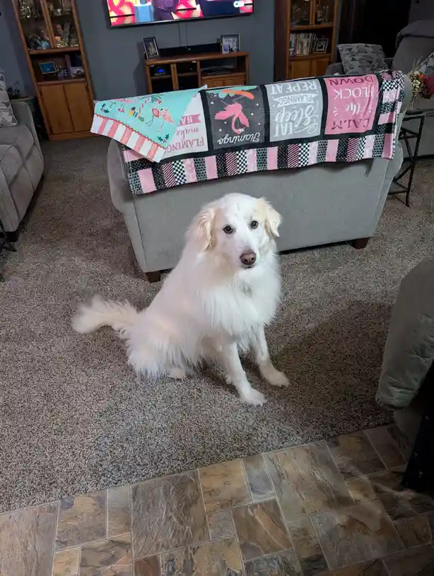A fluffy white dog sits on a carpeted floor in a living room, looking directly at the camera with a calm expression. Behind…