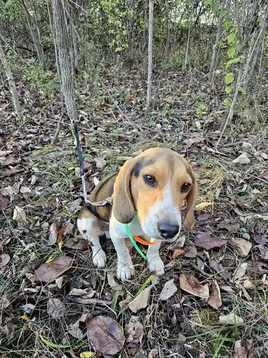 Meet Majer, the star of the show