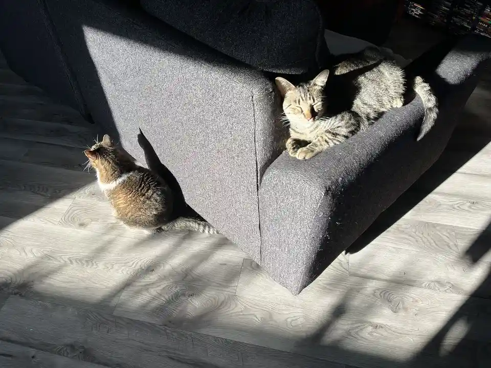 A tabby cat lounges peacefully in the sun on the armrest of a dark gray couch, eyes closed in contentment. Another tabby cat…