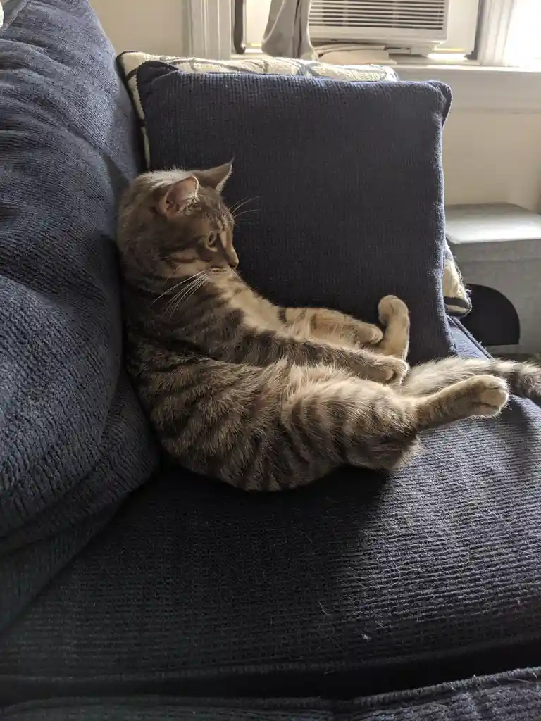 When Your Cat Gets Lost in the World of LOTR: The Return of the King