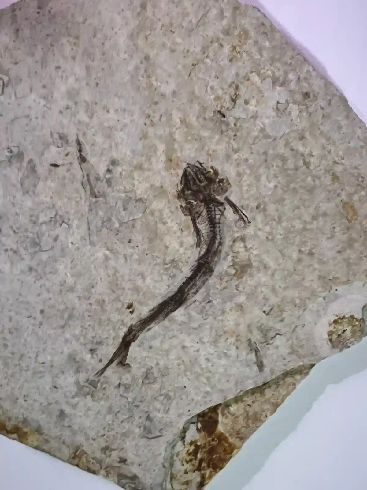 A fossilized fish skeleton is embedded in a light gray, textured rock slab. The fossil shows a complete, elongated fish form…
