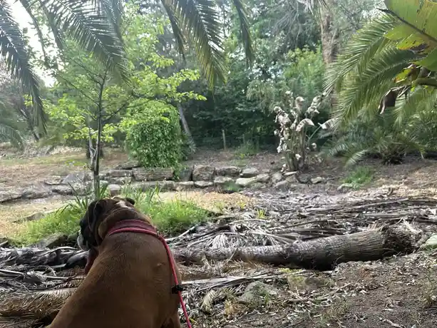A brown boxer dog wearing a red harness sits on a pile of dry palm fronds and wood debris in a lush, green, tropical-looking…