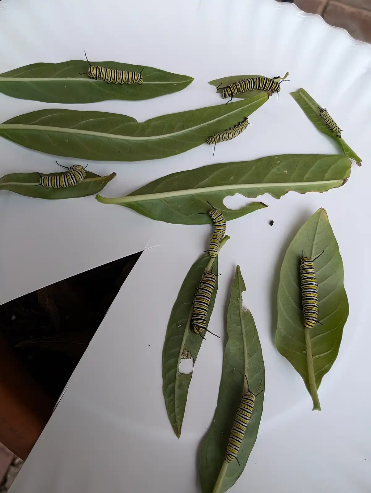 Several monarch caterpillars with yellow, black, and white stripes are seen eating milkweed leaves arranged on a white…