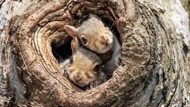 Two fluffy baby grey squirrels peek out of a tree hollow, greeting the camera from 20 feet above the forest floor. They live…